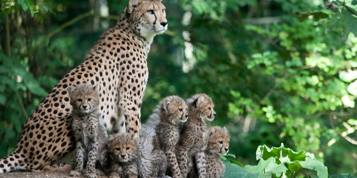 Geburtenplanung im Zoo