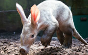 Erd(ferkel)verschiebung im Königlichen Burgers’ Zoo!