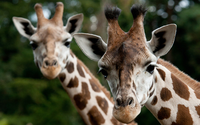 Besondere Tiertransporte: die Giraffe