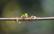 Neue Bewohner in Burgers’ Bush: Blattschneiderameisen