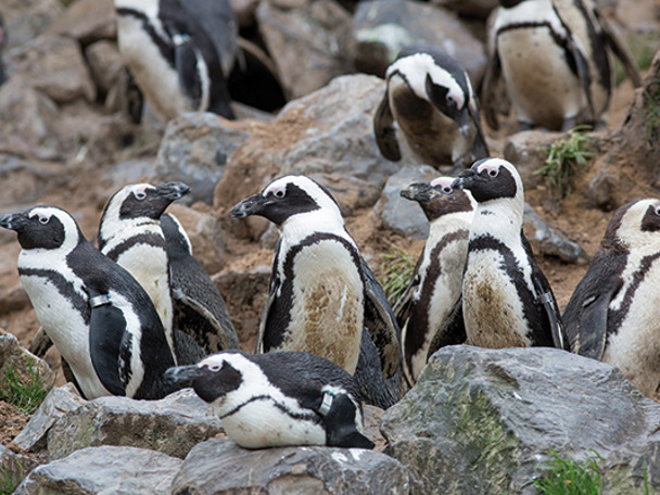 Pinguin arrangement