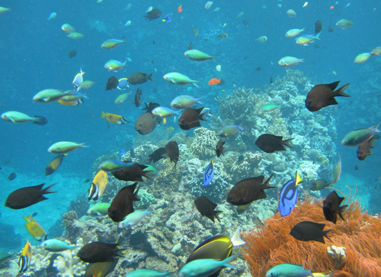 Ein Blick hinter die Kulissen von Burgers’ Ocean