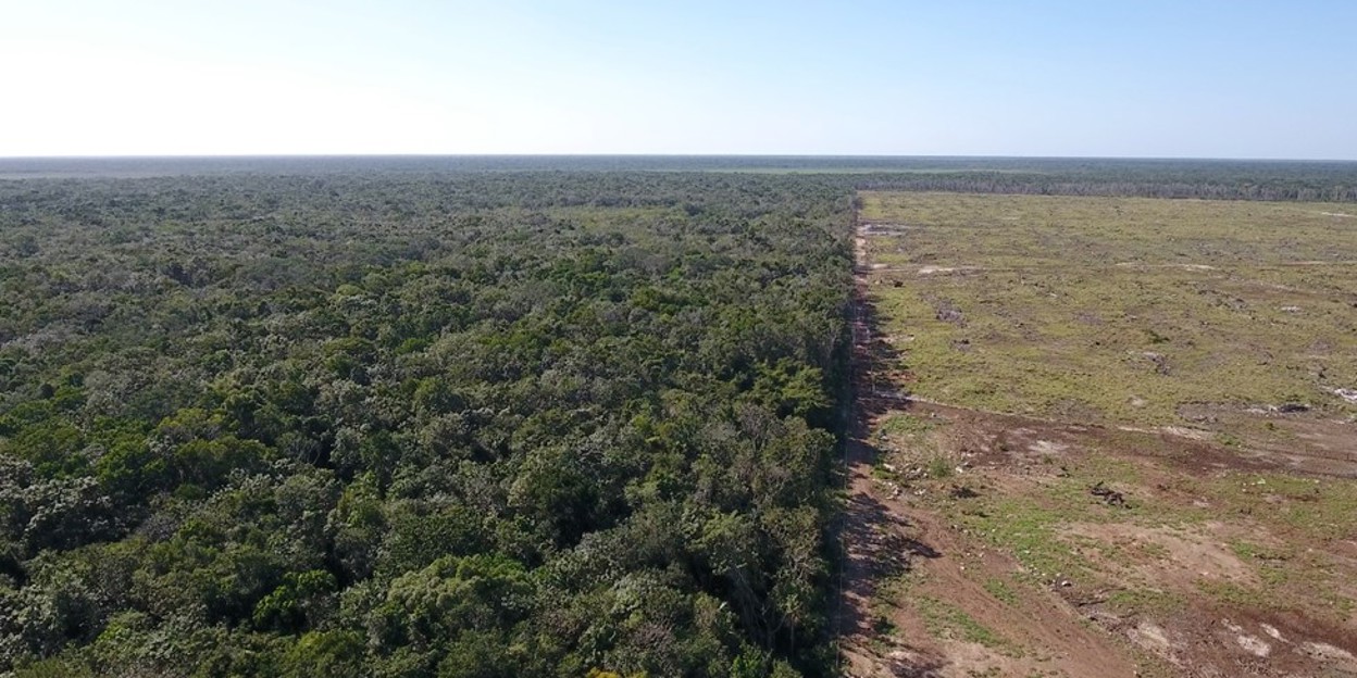 Naturschutz in Belize: Erfolgreiche Auffangstation für Seekühe und Affen