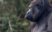 Handaufzucht bei Gorillas
