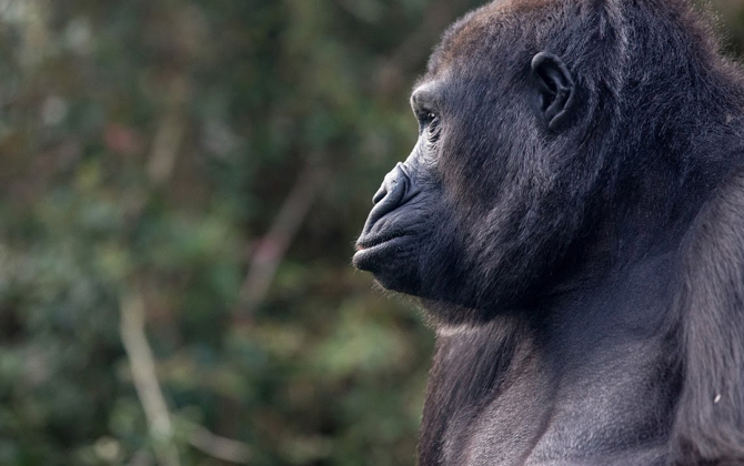 Handaufzucht bei Gorillas
