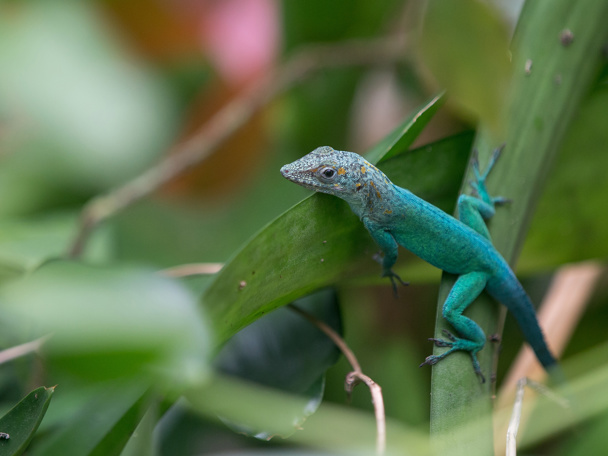 Biodiversität