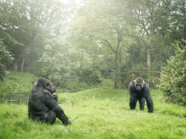 Gorilla