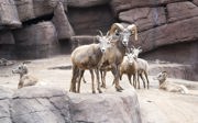 Dickhornschafe ziehen um