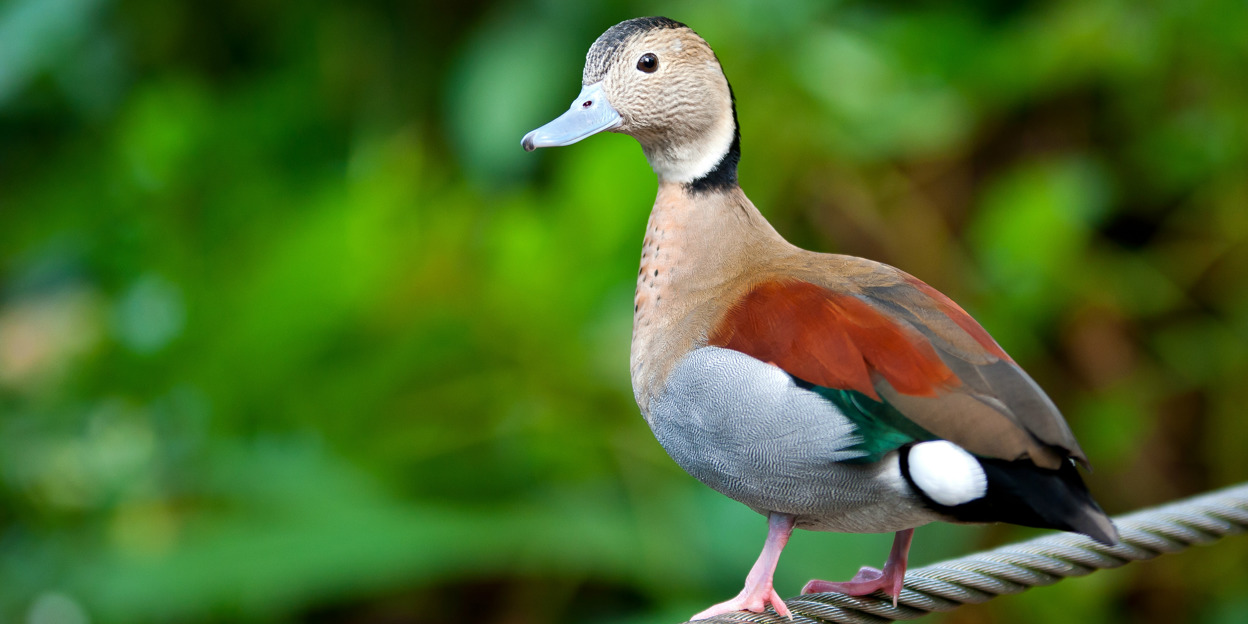 Wie fängt man einen Vogel im Bush?