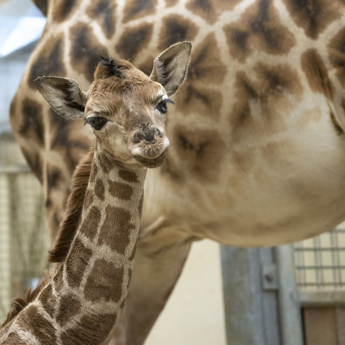 Burgers' Zoo begrüsst Giraffenfohlen