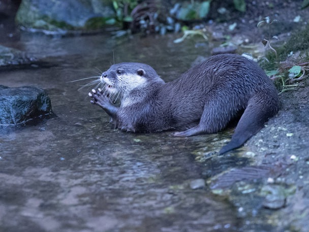 Das Jahr des Otters