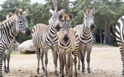 Tarnung bei Tieren: Anpassung an die Umgebung (Safari) 