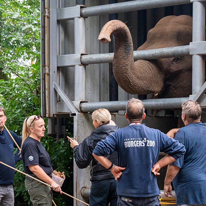 Burgers’ Zoo empfängt Elefanten aus Belfast