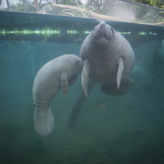 Nachwuchs bei den Seekühen