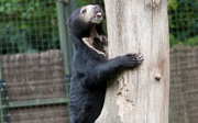 Schottischer bär soll Arnheimer bärinnen beziren