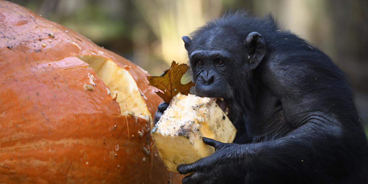 Schimpansen im Burgers‘ Zoo freuen sich über Riesenkürbisse