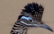 Tierisches Speeddating im Burgers‘ Zoo