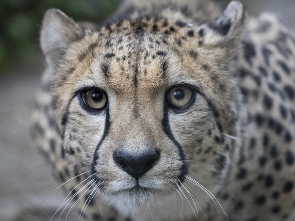 Tiere