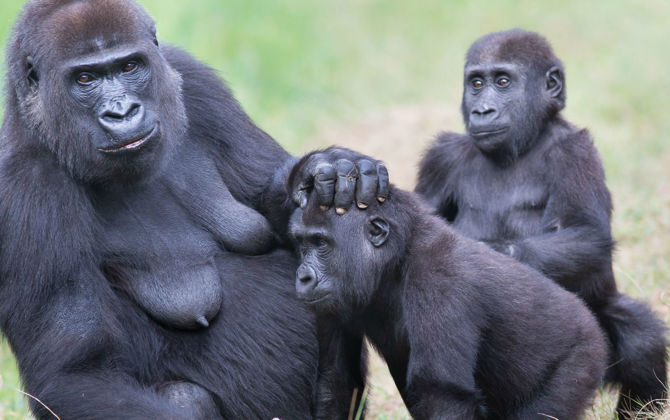 Fünfte Geburt führt zur größten Gorillagruppe
