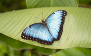 Joeri betreut Blaue Morphofalter
