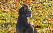 Keine Bananen für die Schimpansen im Burgers’ Zoo