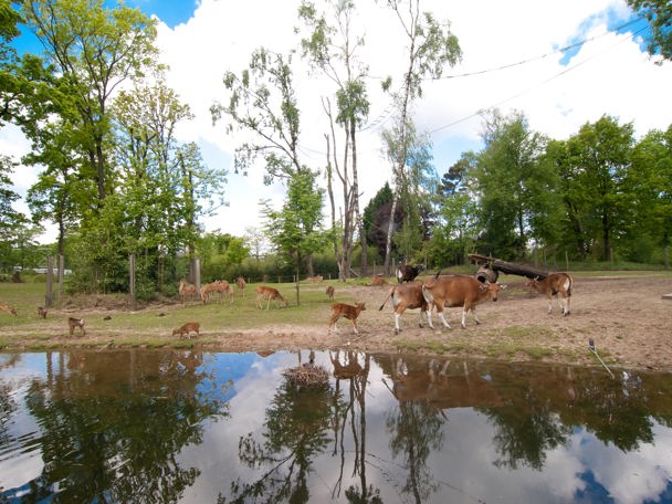 Gemischte Tiergehege im Zoo