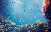 Das tropische Korallenriff Burgers’ Ocean