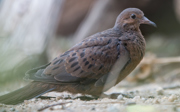 Das seltenste Tier im Burgers’ Zoo