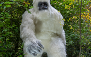 Yeti