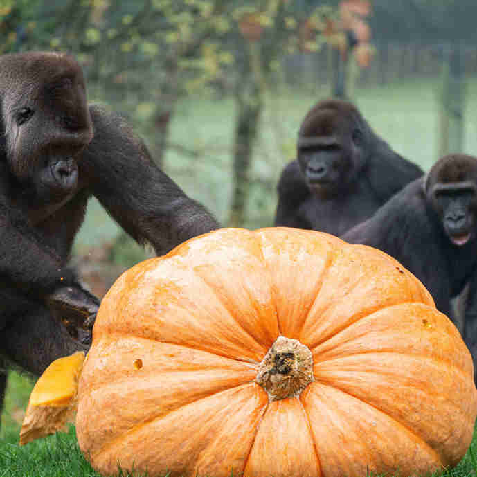 Der Nikolaus bringt den gorillas einen Riesenkürbis