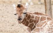 Das Verhalten der Giraffen bei Nacht