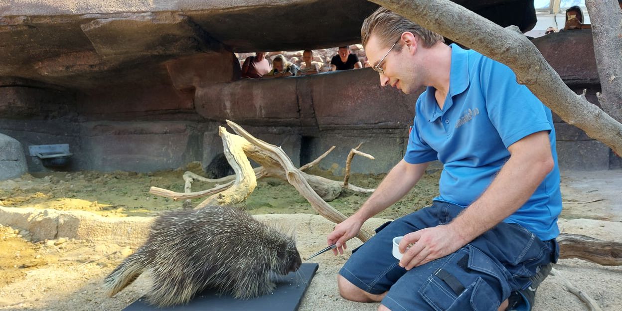 Remco betreut Nordamerikanische Baumstachler