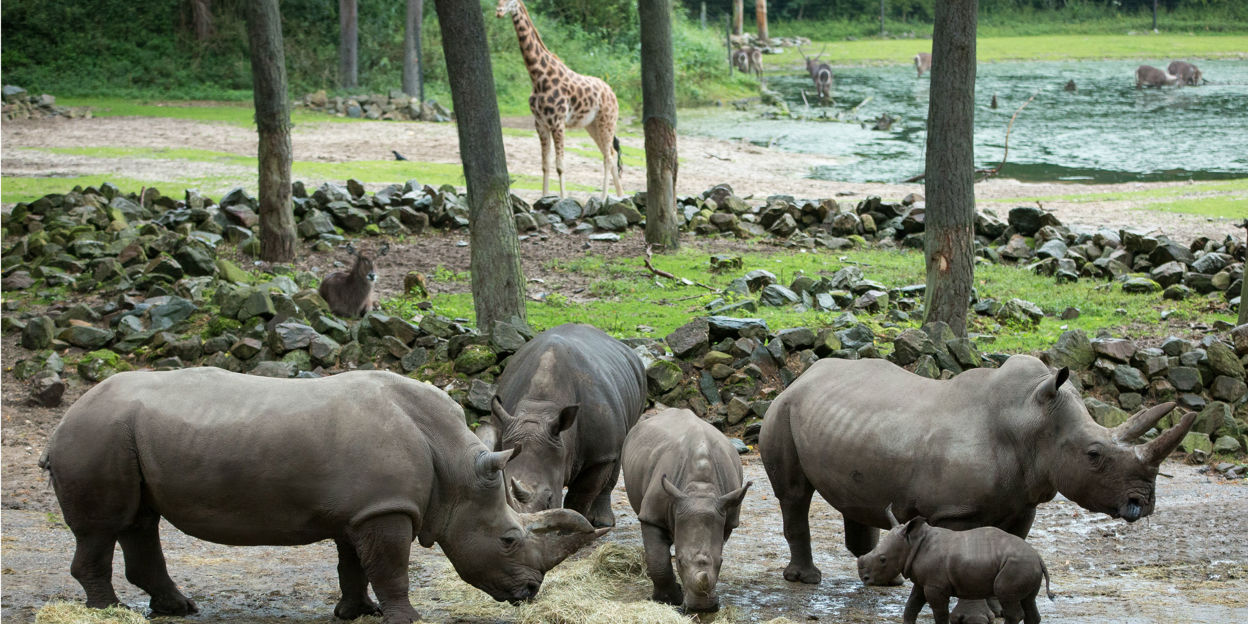 Schafft das junge Nashorn den Einbürgerungstest?