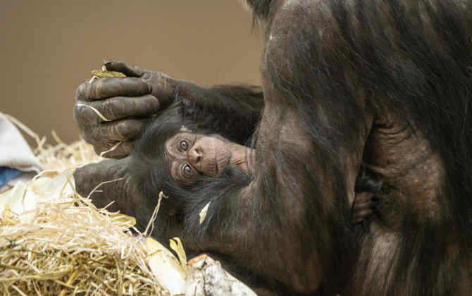 Burgers‘ Zoo freut sich über dänischen Schimpansennachwuchs