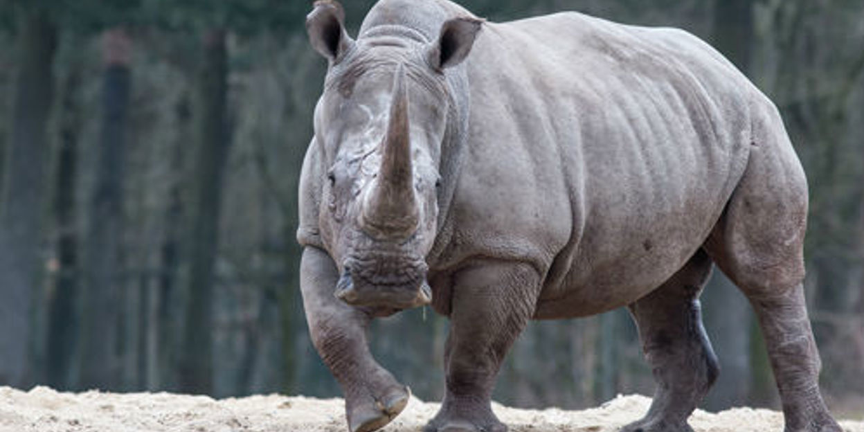 Live-Webcam zeigt Trächtiges Nashorn