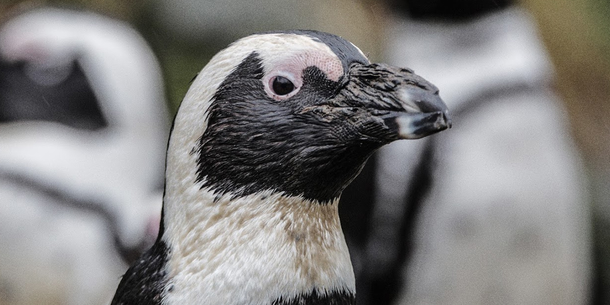 Warum Sie vermutlich mehr unter der Hitze leiden als unsere Pinguine