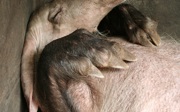 Schützenhilfe für das Erdferkel