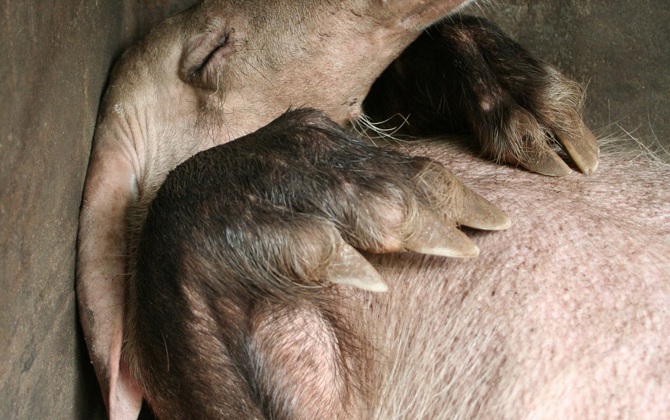 Schützenhilfe für das Erdferkel
