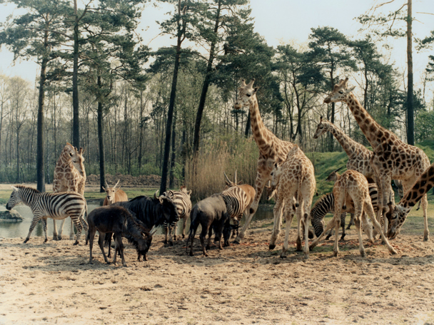 Erster Safaripark in Europa