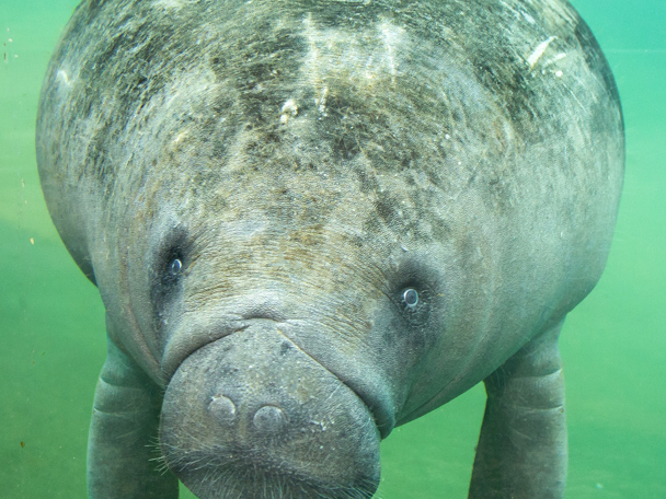 Tiere
