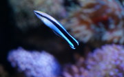 Symbiose: Putzerlippfisch und Wirt 