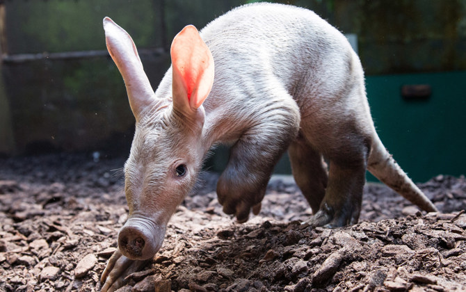 Ein besonderes Säugetier: das Erdferkel