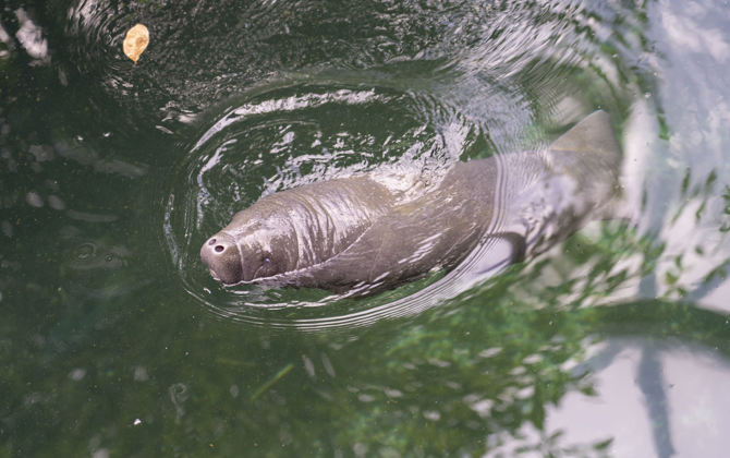 Seltene Seekuh-Geburt im Burgers´ Zoo