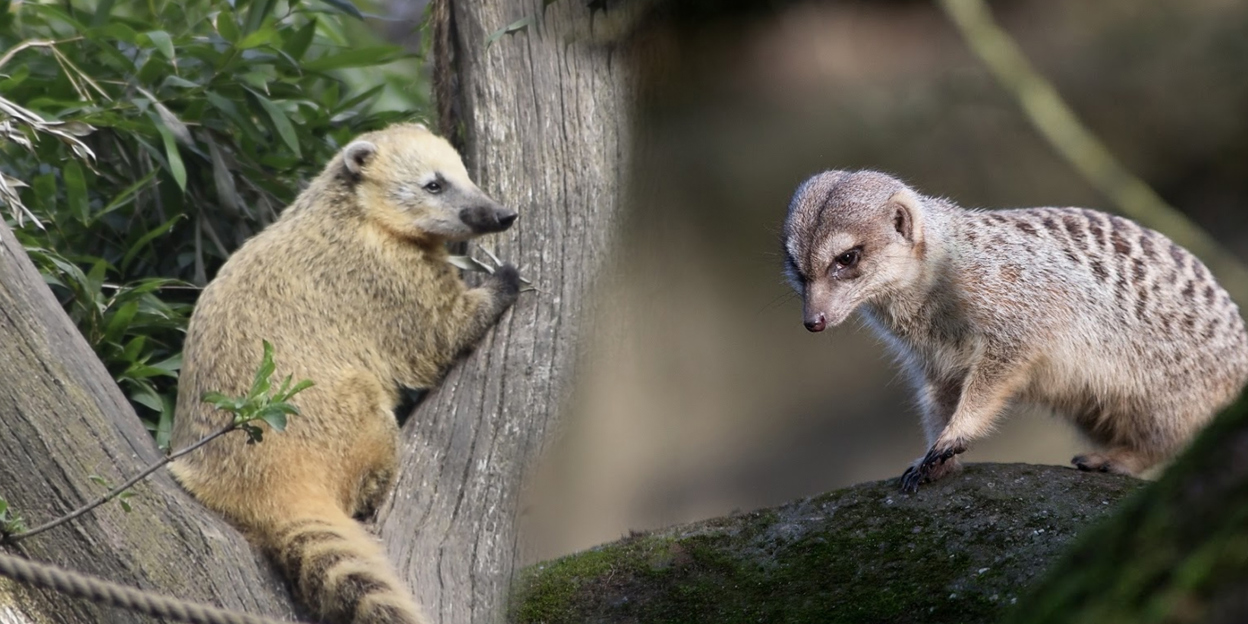 Von Nasenmännchen und Erdbären