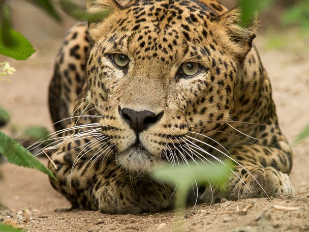 Tiere