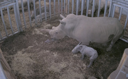  Wir haben ein Nashorn!