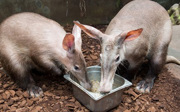 Was machen unsere Erdferkel eigentlich nachts?