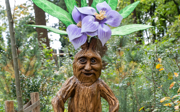 Mandragora