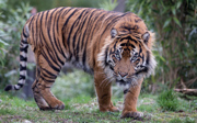 Tiger verschlingt unbefruchtetes Schwanenei