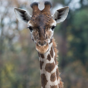 Rothschildgiraffen